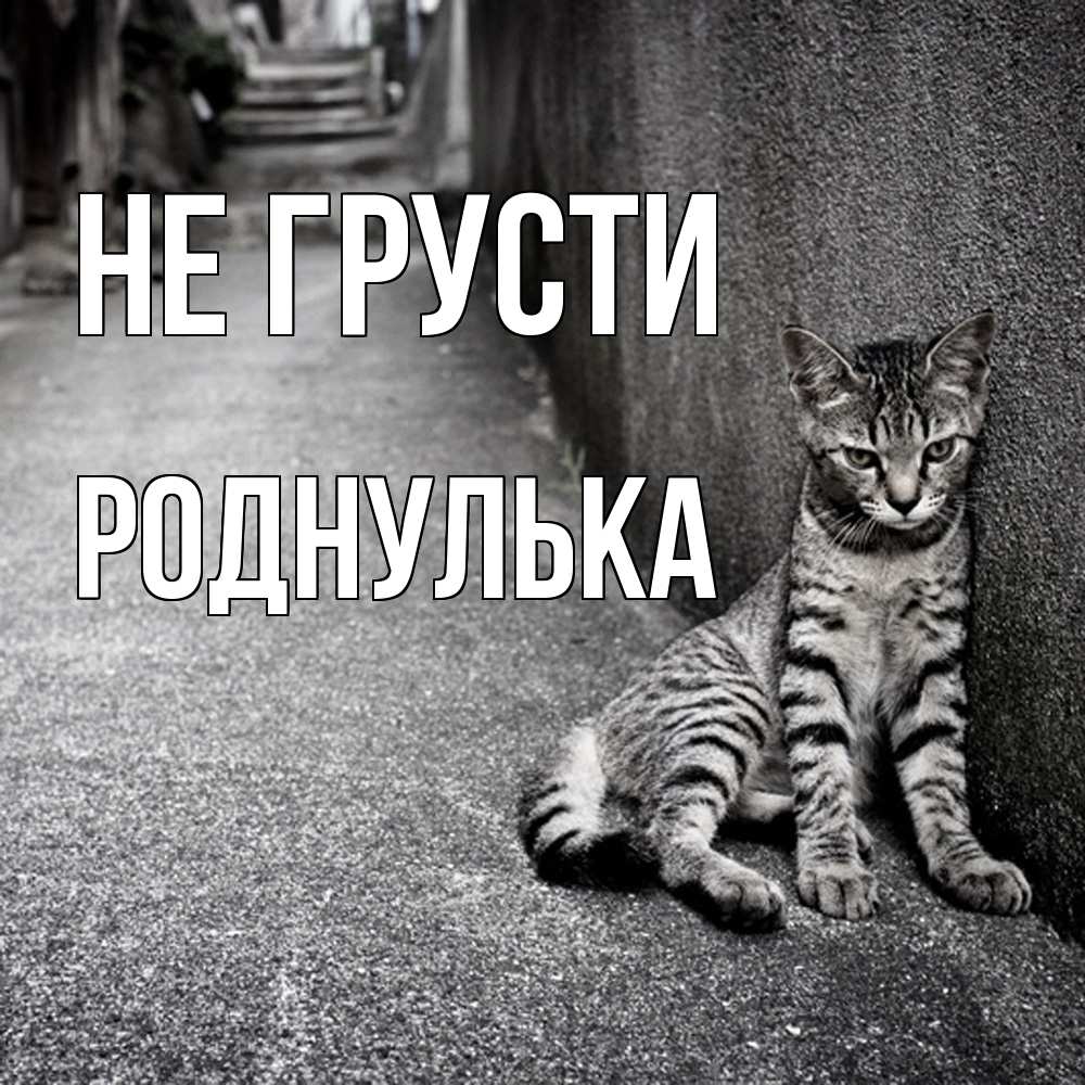 Открытка на каждый день с именем, Роднулька Не грусти скучающий котик Прикольная открытка с пожеланием онлайн скачать бесплатно 