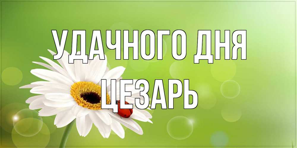 Открытка на каждый день с именем, Цезарь Удачного дня зеленый фон и ромашка Прикольная открытка с пожеланием онлайн скачать бесплатно 