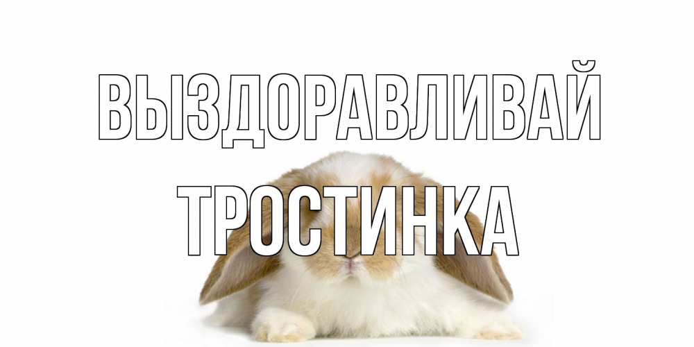 Открытка на каждый день с именем, Тростинка Выздоравливай вислоухий кролик белого и коричневого цвета Прикольная открытка с пожеланием онлайн скачать бесплатно 