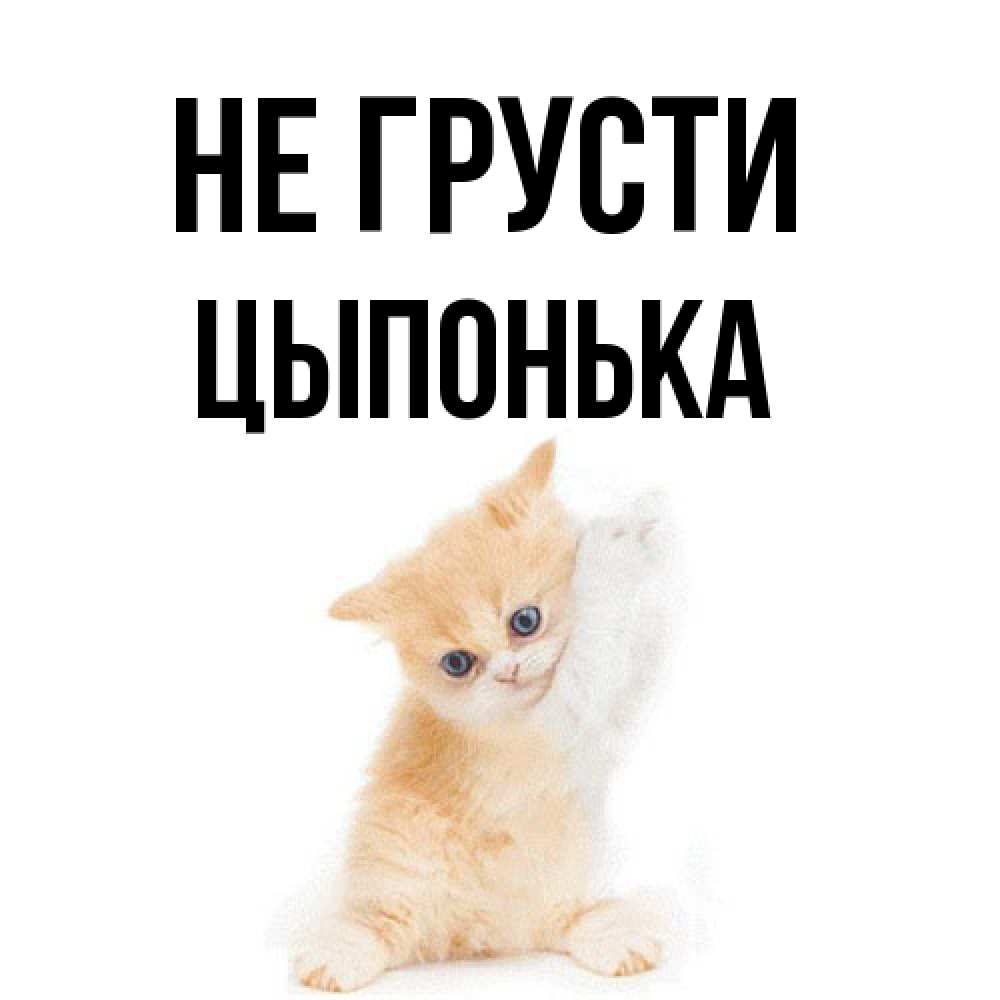 Открытка на каждый день с именем, Цыпонька Не грусти просящий кот Прикольная открытка с пожеланием онлайн скачать бесплатно 