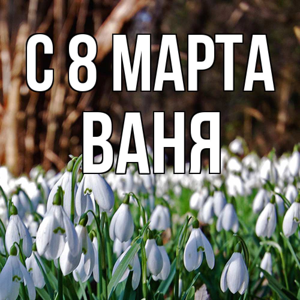 Открытка на каждый день с именем, Ваня C 8 МАРТА с подснежниками 1 Прикольная открытка с пожеланием онлайн скачать бесплатно 
