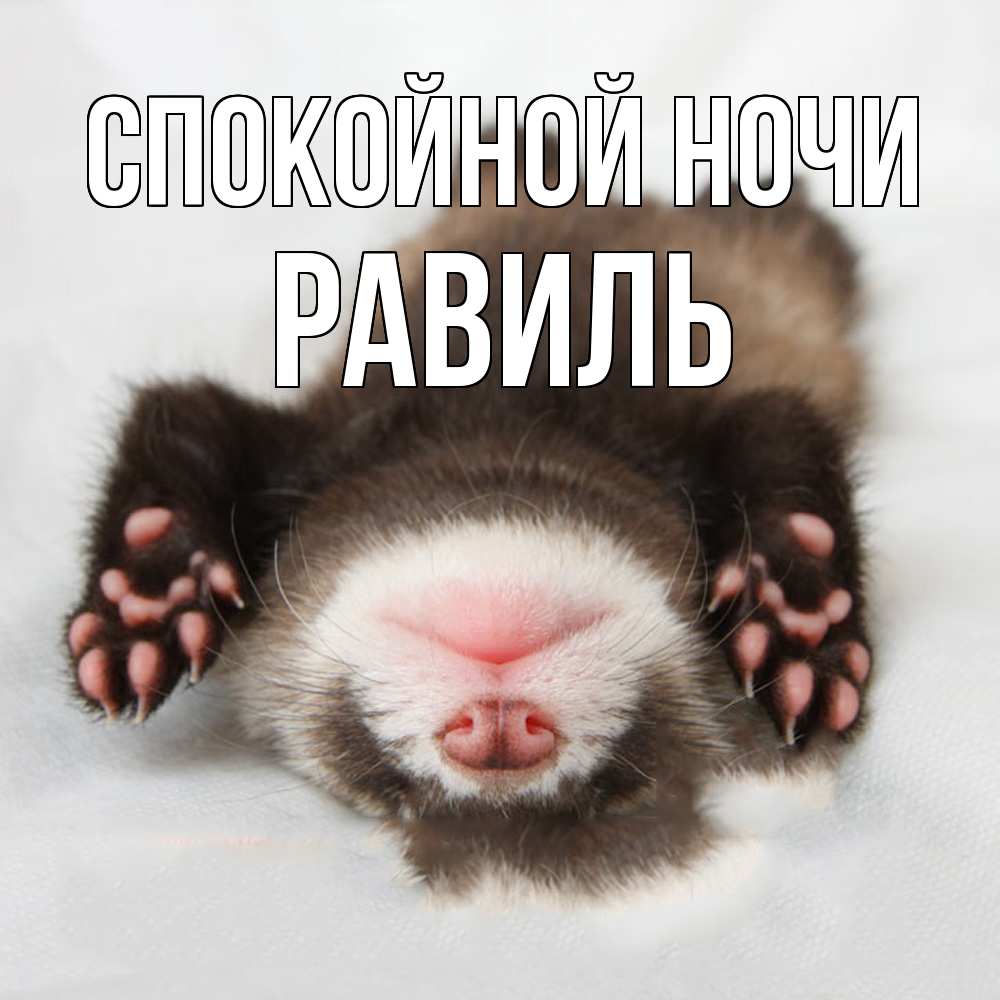 Открытка на каждый день с именем, Равиль Спокойной ночи зверек Прикольная открытка с пожеланием онлайн скачать бесплатно 