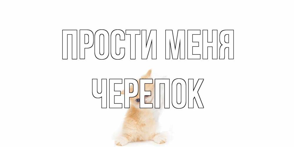 Открытка на каждый день с именем, Черепок Прости меня кот Прикольная открытка с пожеланием онлайн скачать бесплатно 