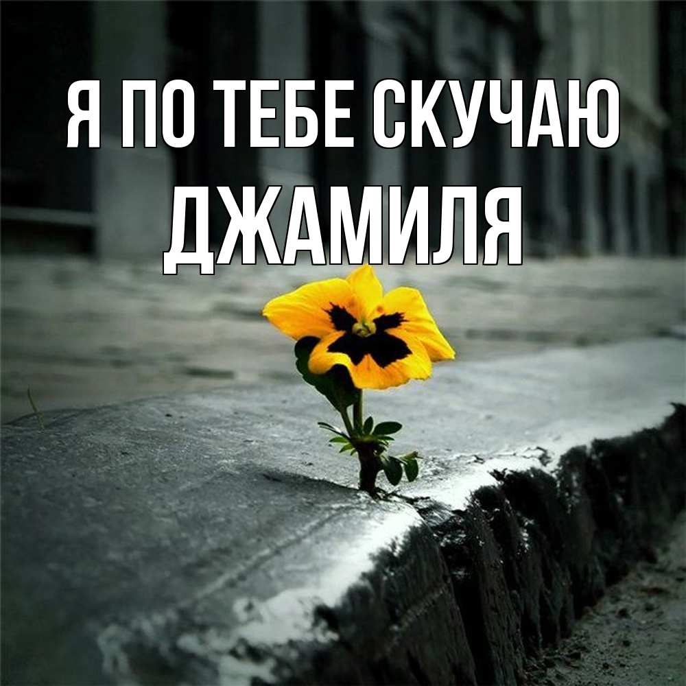 Открытка на каждый день с именем, Джамиля Я по тебе скучаю надеюсь будет лучше Прикольная открытка с пожеланием онлайн скачать бесплатно 