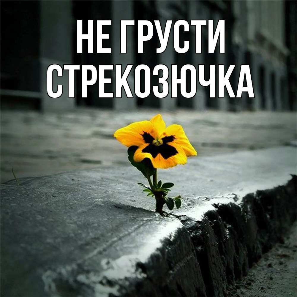 Открытка на каждый день с именем, Стрекозючка Не грусти не сдавайся Прикольная открытка с пожеланием онлайн скачать бесплатно 