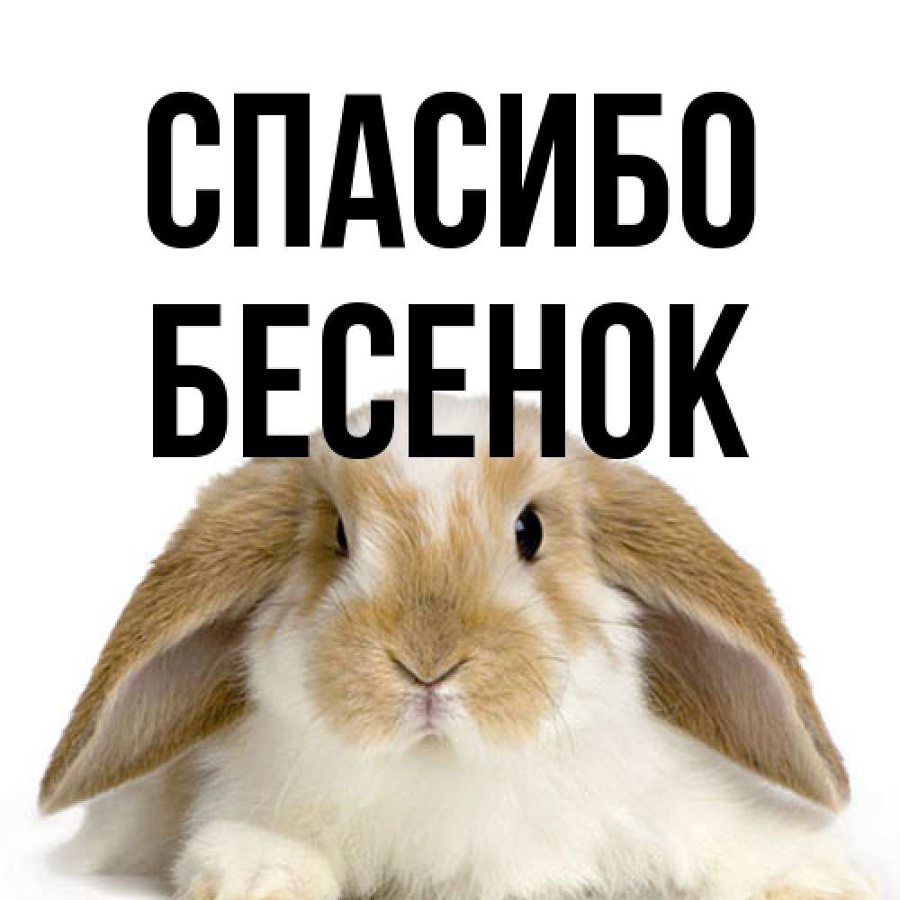 Открытка на каждый день с именем, Бесенок Спасибо коричнево белый заяц Прикольная открытка с пожеланием онлайн скачать бесплатно 