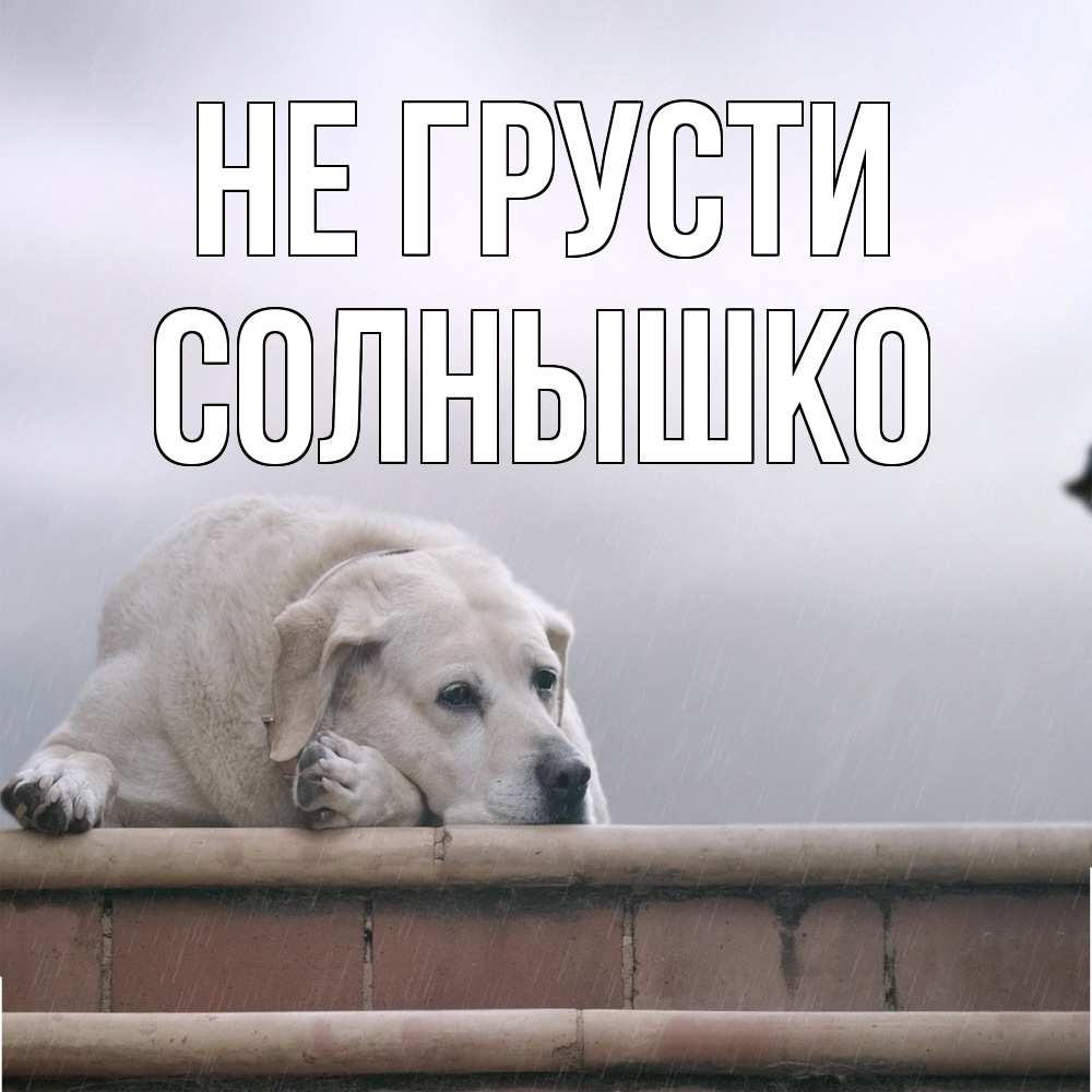 Открытка на каждый день с именем, Солнышко Не грусти белый пес 1 Прикольная открытка с пожеланием онлайн скачать бесплатно 