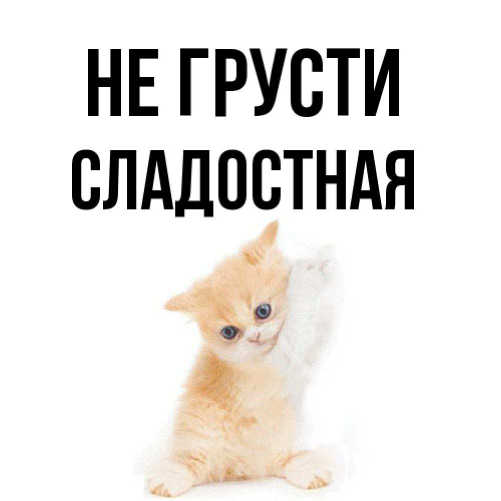Открытка на каждый день с именем, Сладостная Не грусти просящий кот Прикольная открытка с пожеланием онлайн скачать бесплатно 