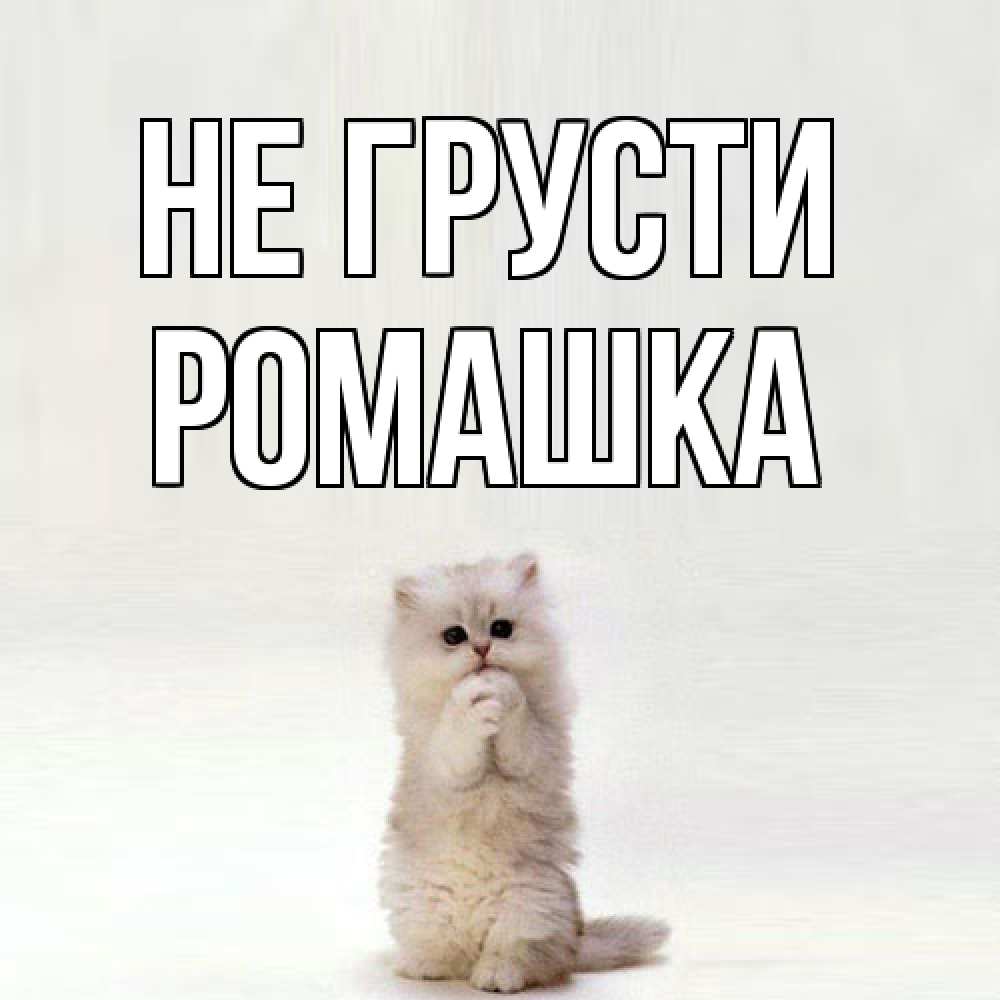 Открытка на каждый день с именем, Ромашка Не грусти грустный кот Прикольная открытка с пожеланием онлайн скачать бесплатно 