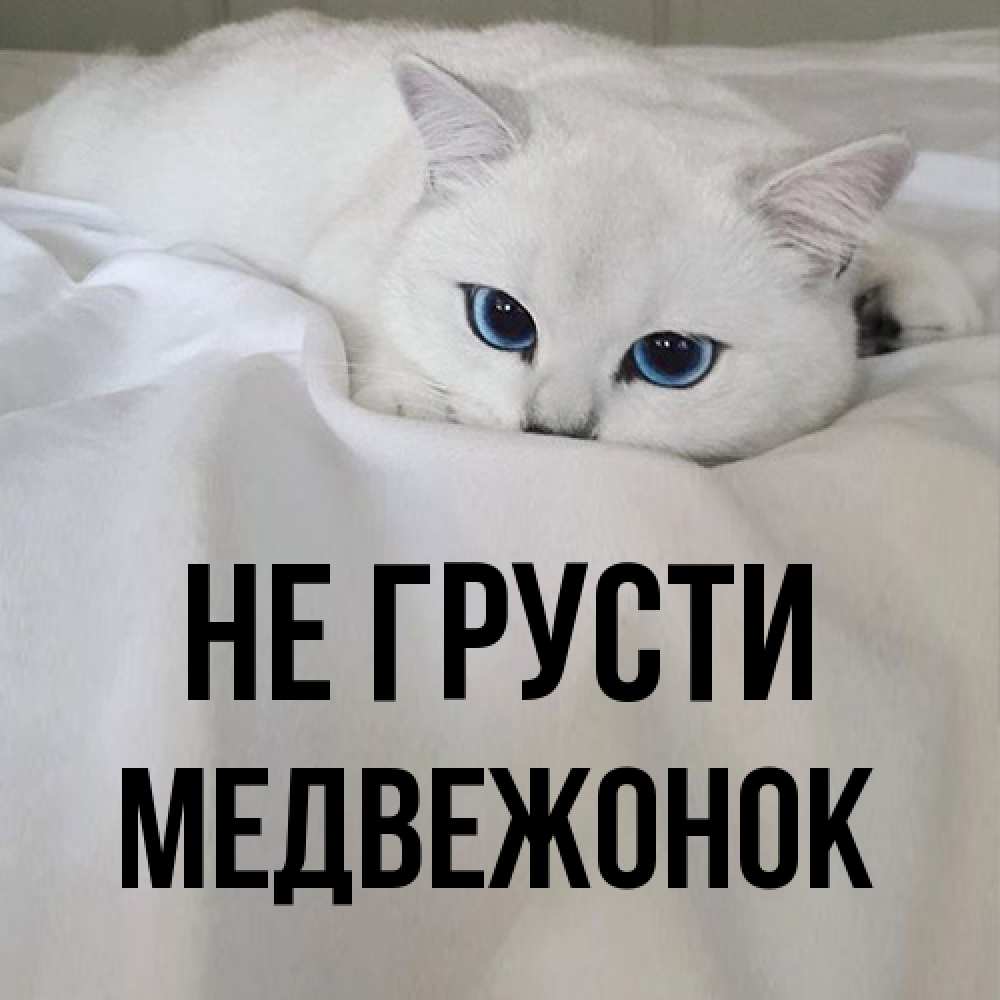 Открытка на каждый день с именем, медвежонок Не грусти Голубоглазая кошка Прикольная открытка с пожеланием онлайн скачать бесплатно 