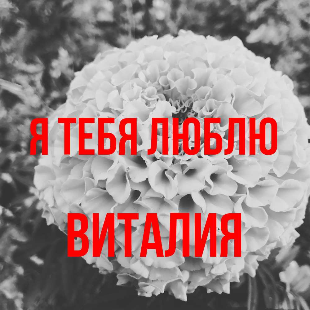 Открытка на каждый день с именем, Виталия Я тебя люблю подпись Прикольная открытка с пожеланием онлайн скачать бесплатно 