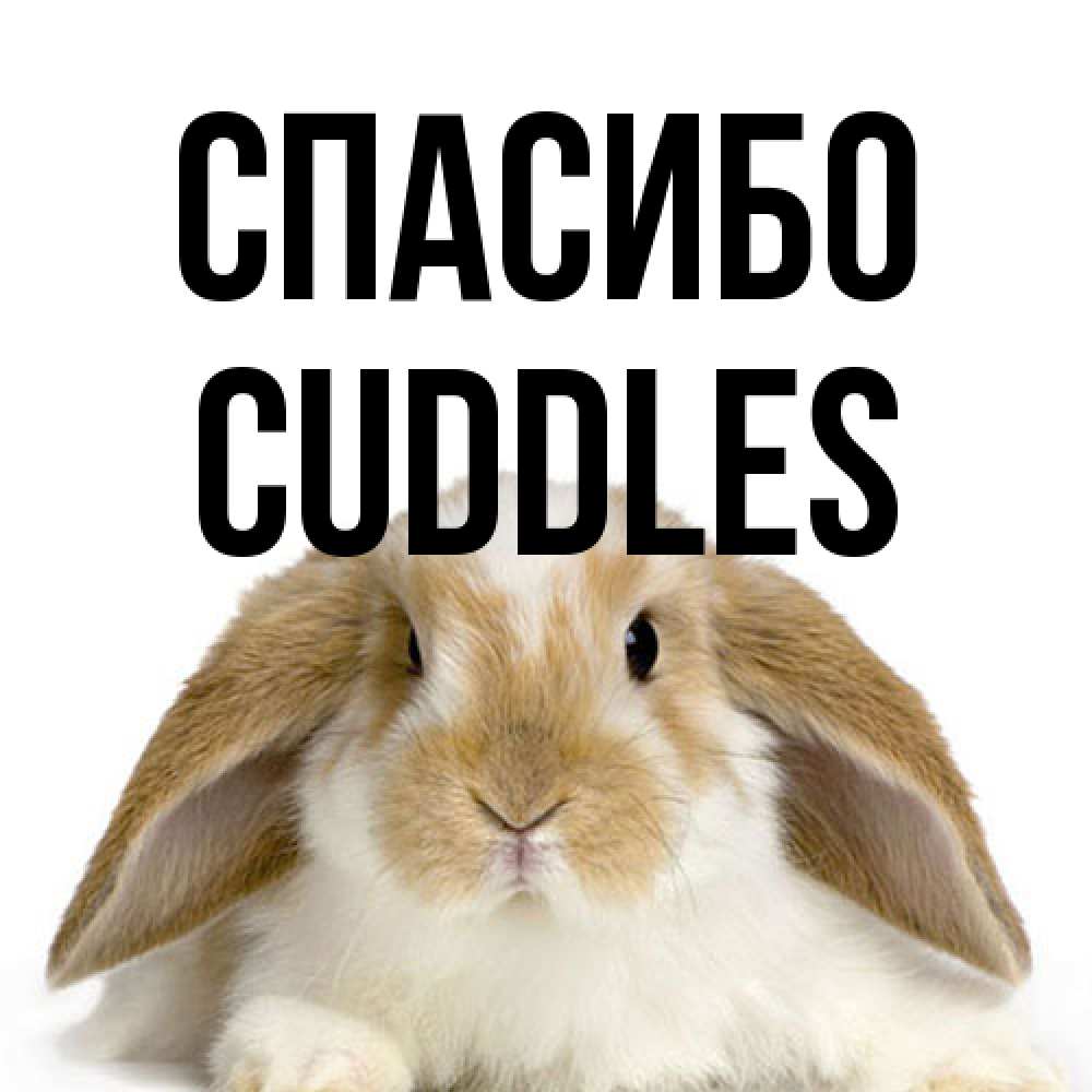 Открытка на каждый день с именем, Cuddles Спасибо коричнево белый заяц Прикольная открытка с пожеланием онлайн скачать бесплатно 