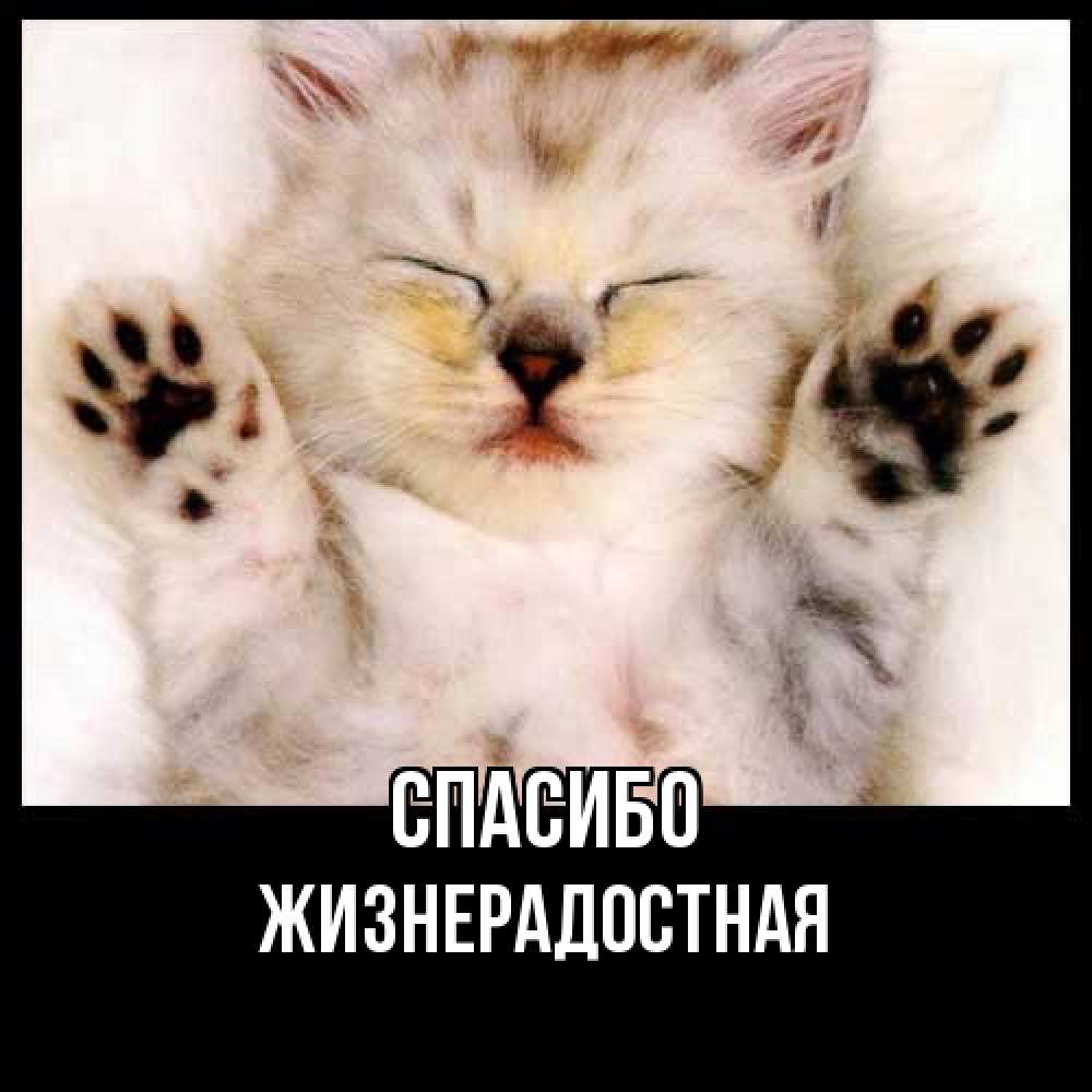 Открытка на каждый день с именем, Жизнерадостная Спасибо маленький котенок Прикольная открытка с пожеланием онлайн скачать бесплатно 