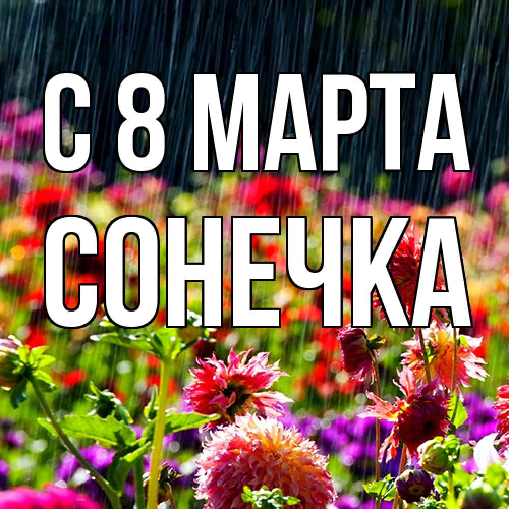 Открытка на каждый день с именем, Сонечка C 8 МАРТА цветы под дождиком к международному женскому дню Прикольная открытка с пожеланием онлайн скачать бесплатно 