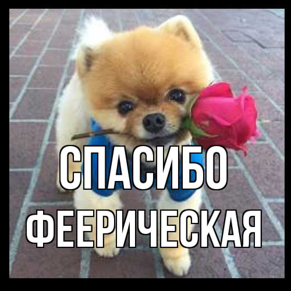 Открытка на каждый день с именем, Фееpическая Спасибо спасибо и дарю тебе цветок Прикольная открытка с пожеланием онлайн скачать бесплатно 