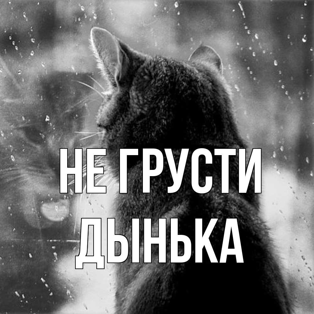 Открытка на каждый день с именем, Дынька Не грусти отражение кота 1 Прикольная открытка с пожеланием онлайн скачать бесплатно 