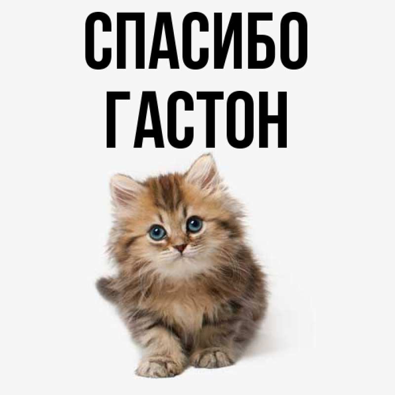 Картинка Спасибо, Гастон