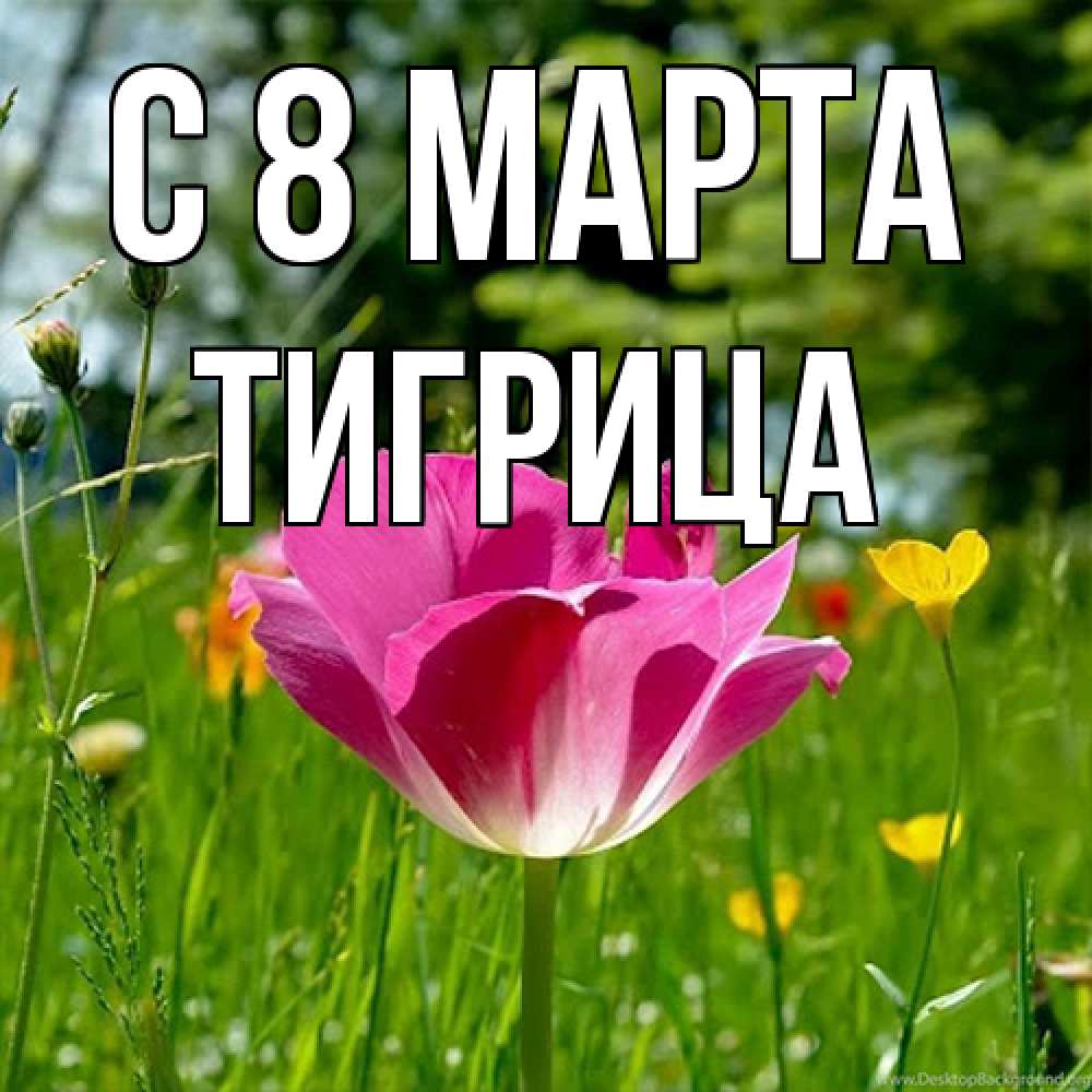 Открытка на каждый день с именем, Тигрица C 8 МАРТА полевые цветы Прикольная открытка с пожеланием онлайн скачать бесплатно 