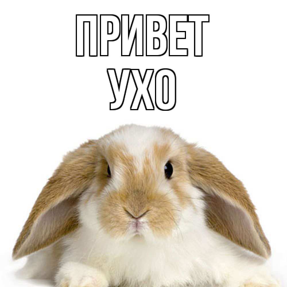Открытка на каждый день с именем, Ухо Привет с животными Прикольная открытка с пожеланием онлайн скачать бесплатно 