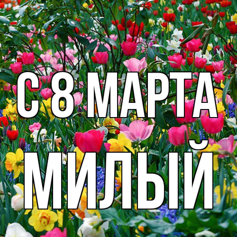 Открытка на каждый день с именем, Милый C 8 МАРТА с международным женским днем поздравления для женщины Прикольная открытка с пожеланием онлайн скачать бесплатно 