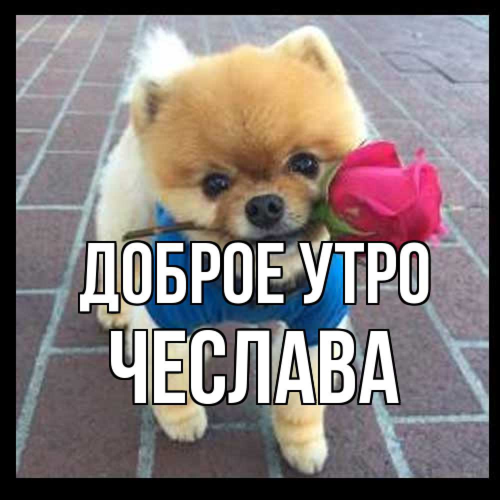 Открытка на каждый день с именем, Чеслава Доброе утро роза в зубах Прикольная открытка с пожеланием онлайн скачать бесплатно 