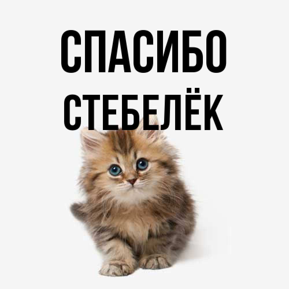 Открытка на каждый день с именем, Стебелёк Спасибо пушистый котик Прикольная открытка с пожеланием онлайн скачать бесплатно 