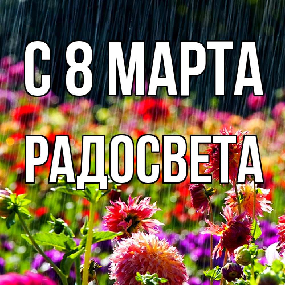 Открытка на каждый день с именем, Радосвета C 8 МАРТА цветы под дождиком к международному женскому дню Прикольная открытка с пожеланием онлайн скачать бесплатно 