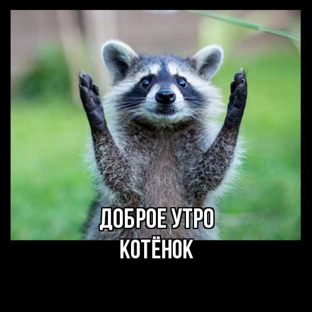 Открытка на каждый день с именем, Котёнок Доброе утро хорошее настроение утречком Прикольная открытка с пожеланием онлайн скачать бесплатно 