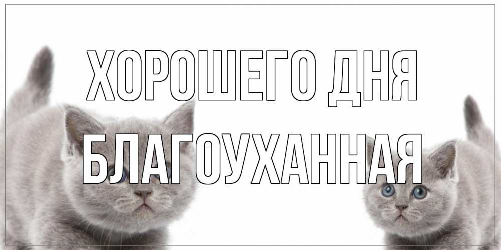 Открытка на каждый день с именем, благоуханная Хорошего дня открытка с котами Прикольная открытка с пожеланием онлайн скачать бесплатно 