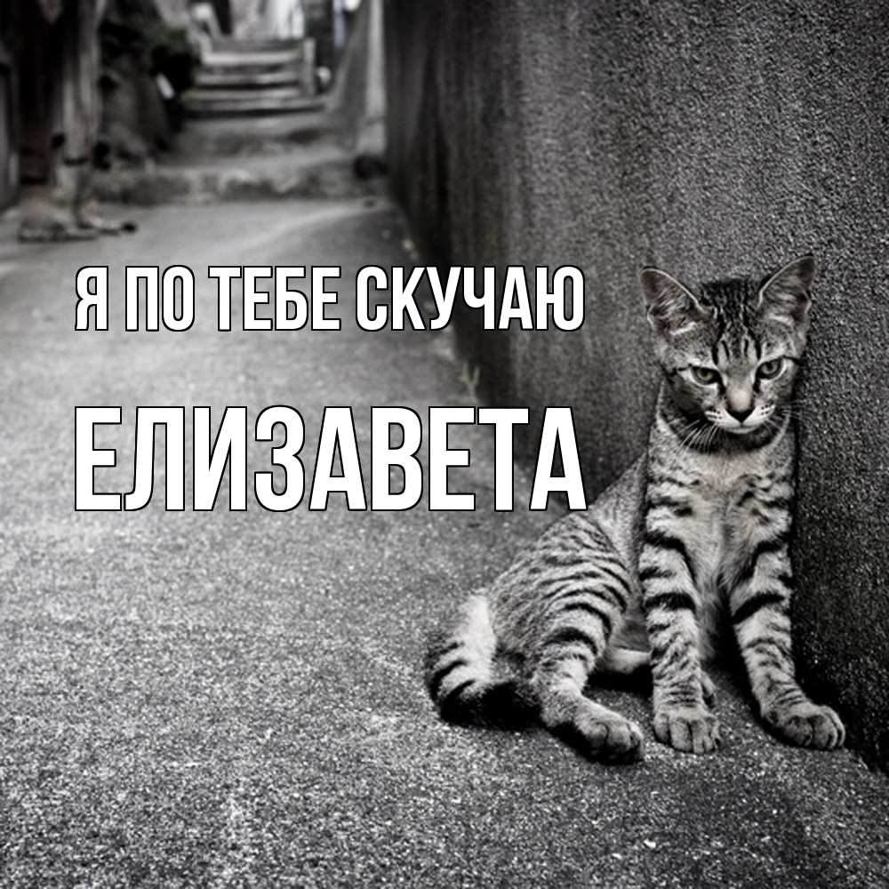 Открытка на каждый день с именем, Елизавета Я по тебе скучаю одиноко котику Прикольная открытка с пожеланием онлайн скачать бесплатно 