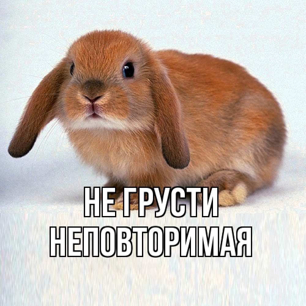 Открытка на каждый день с именем, Неповторимая Не грусти рыжий зая Прикольная открытка с пожеланием онлайн скачать бесплатно 