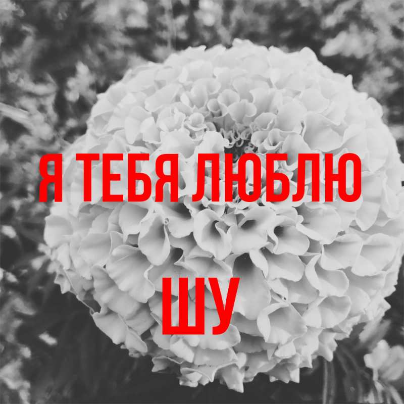 Картинка Я тебя люблю, Шу