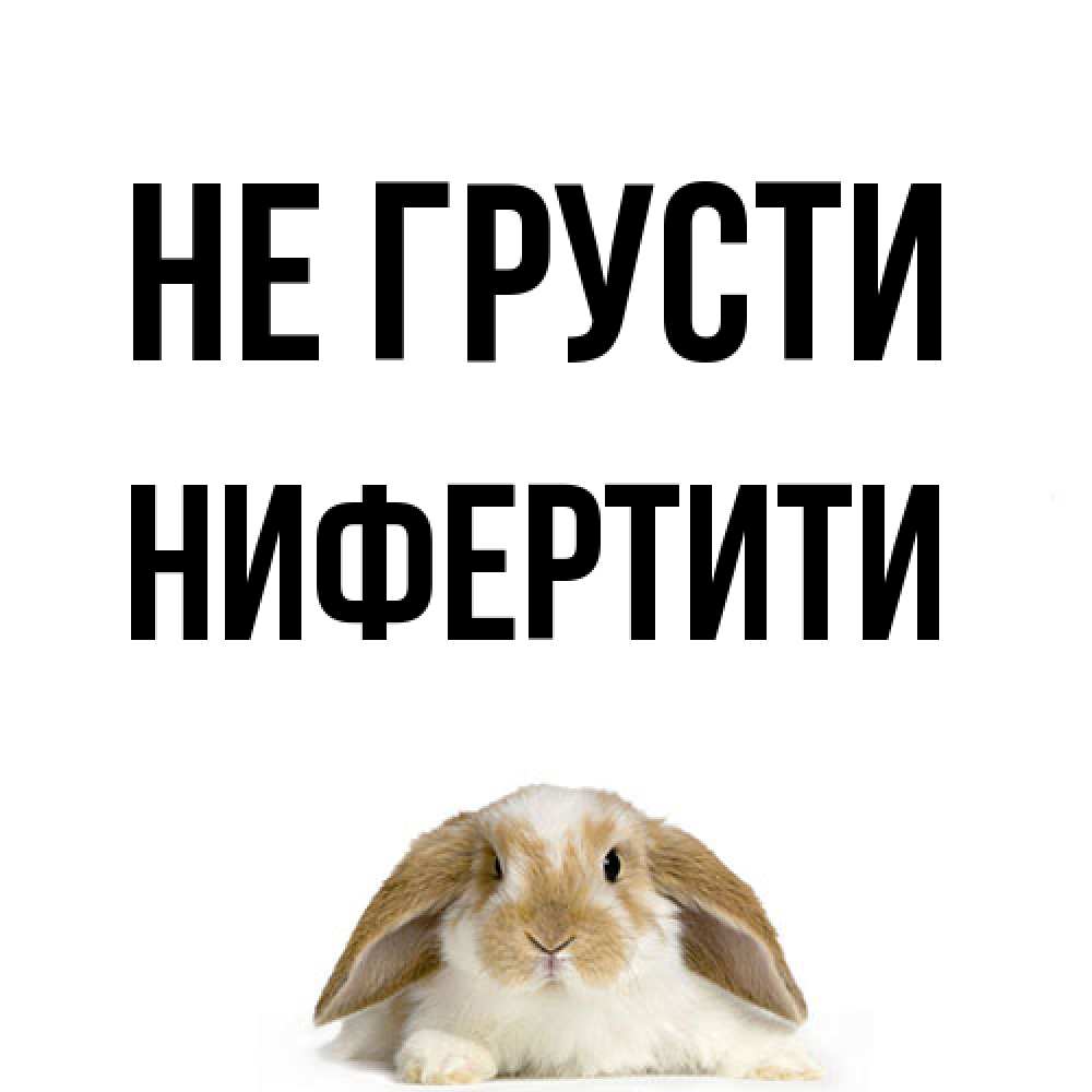 Открытка на каждый день с именем, Нифертити Не грусти коричнево белый заяц с большими ушками Прикольная открытка с пожеланием онлайн скачать бесплатно 