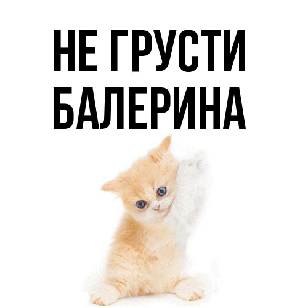 Открытка на каждый день с именем, Балерина Не грусти просящий кот Прикольная открытка с пожеланием онлайн скачать бесплатно 