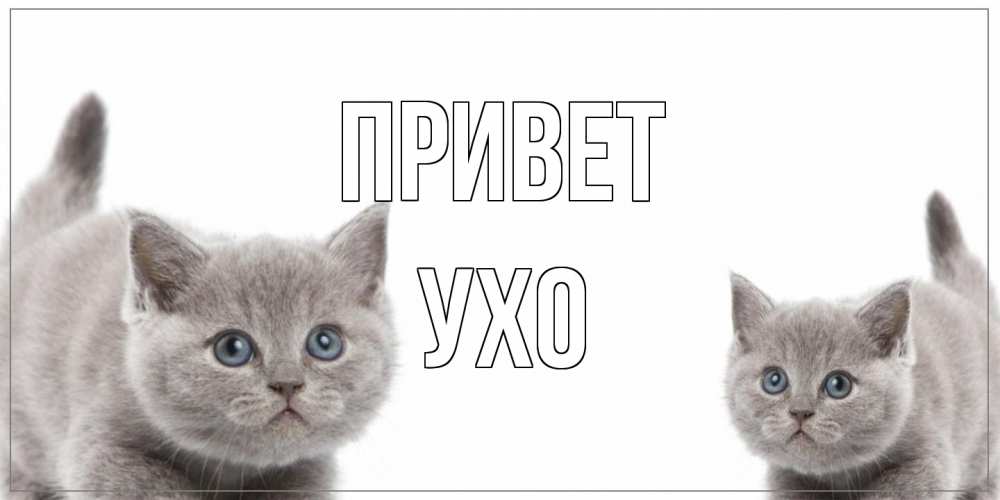 Открытка на каждый день с именем, Ухо Привет коты Прикольная открытка с пожеланием онлайн скачать бесплатно 