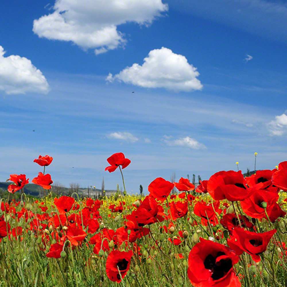 Открытка на каждый день с именем, Креативная C 8 МАРТА международный женский день 1 Прикольная открытка с пожеланием онлайн скачать бесплатно 