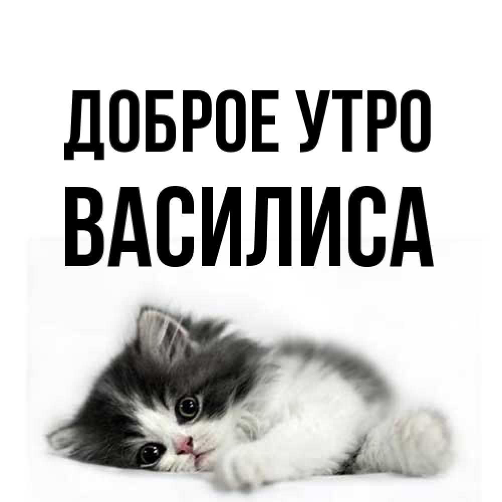 Открытка на каждый день с именем, Василиса Доброе утро кот лапки Прикольная открытка с пожеланием онлайн скачать бесплатно 