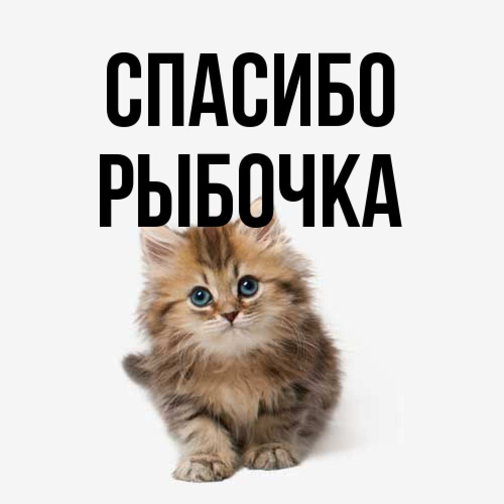 Открытка на каждый день с именем, рыбочка Спасибо пушистый котик Прикольная открытка с пожеланием онлайн скачать бесплатно 