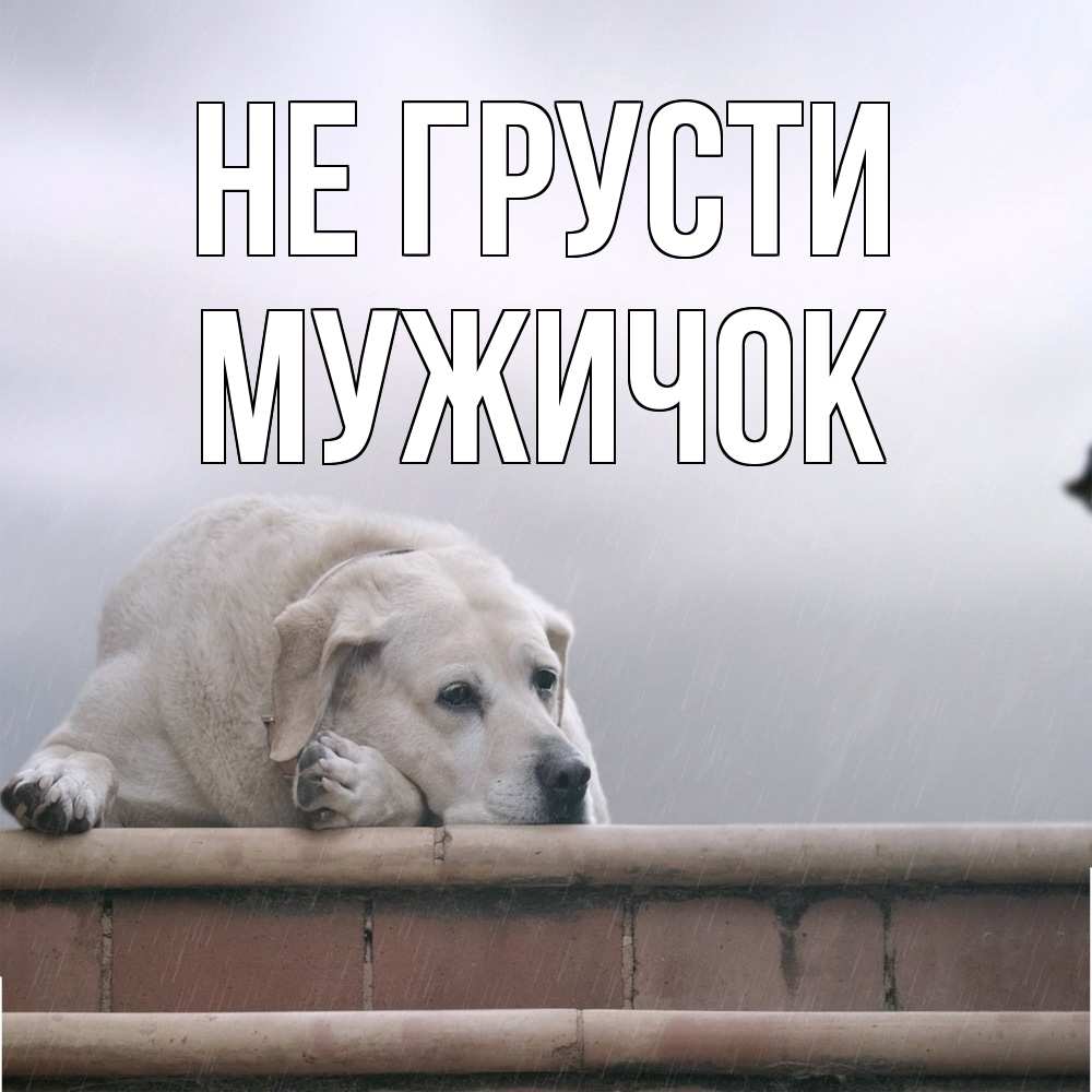 Открытка на каждый день с именем, Мужичок Не грусти белый пес 1 Прикольная открытка с пожеланием онлайн скачать бесплатно 