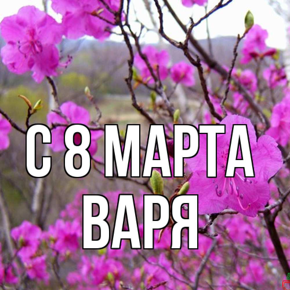 Открытка на каждый день с именем, Варя C 8 МАРТА международный женский день Прикольная открытка с пожеланием онлайн скачать бесплатно 