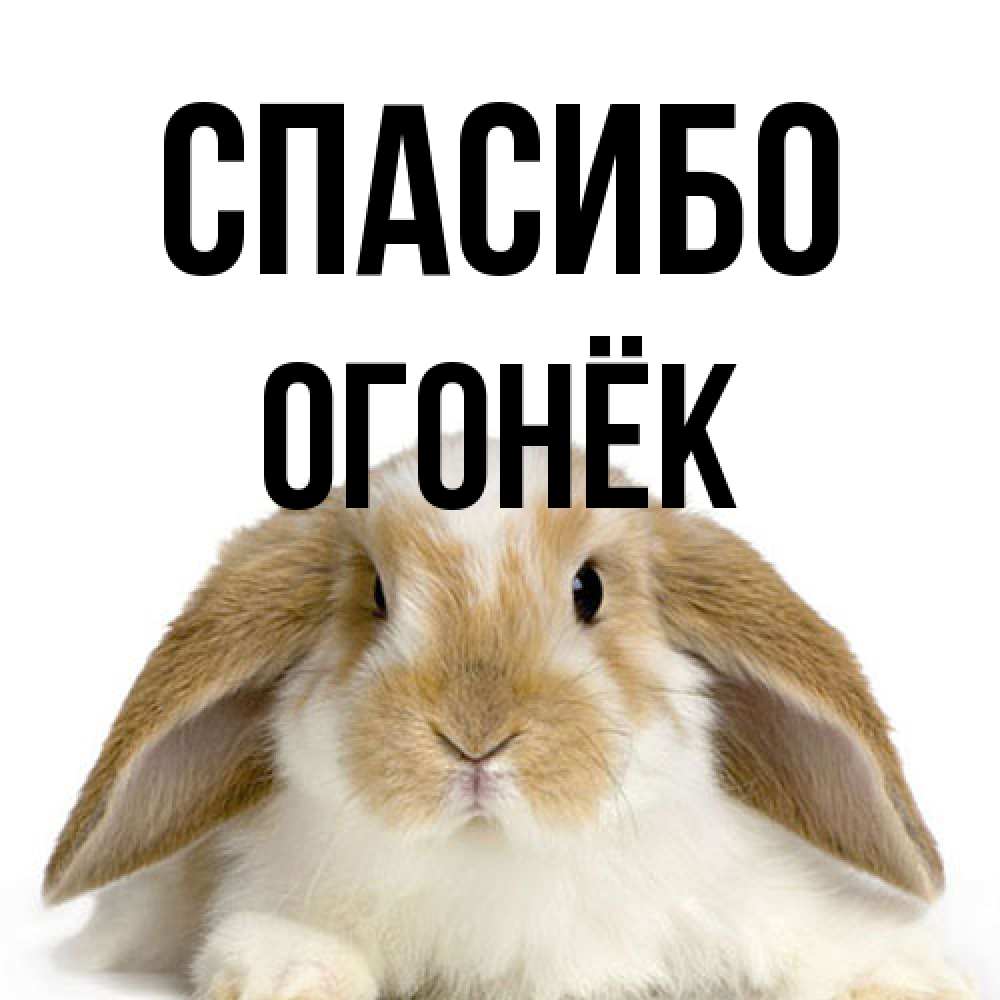 Открытка на каждый день с именем, Огонёк Спасибо коричнево белый заяц Прикольная открытка с пожеланием онлайн скачать бесплатно 