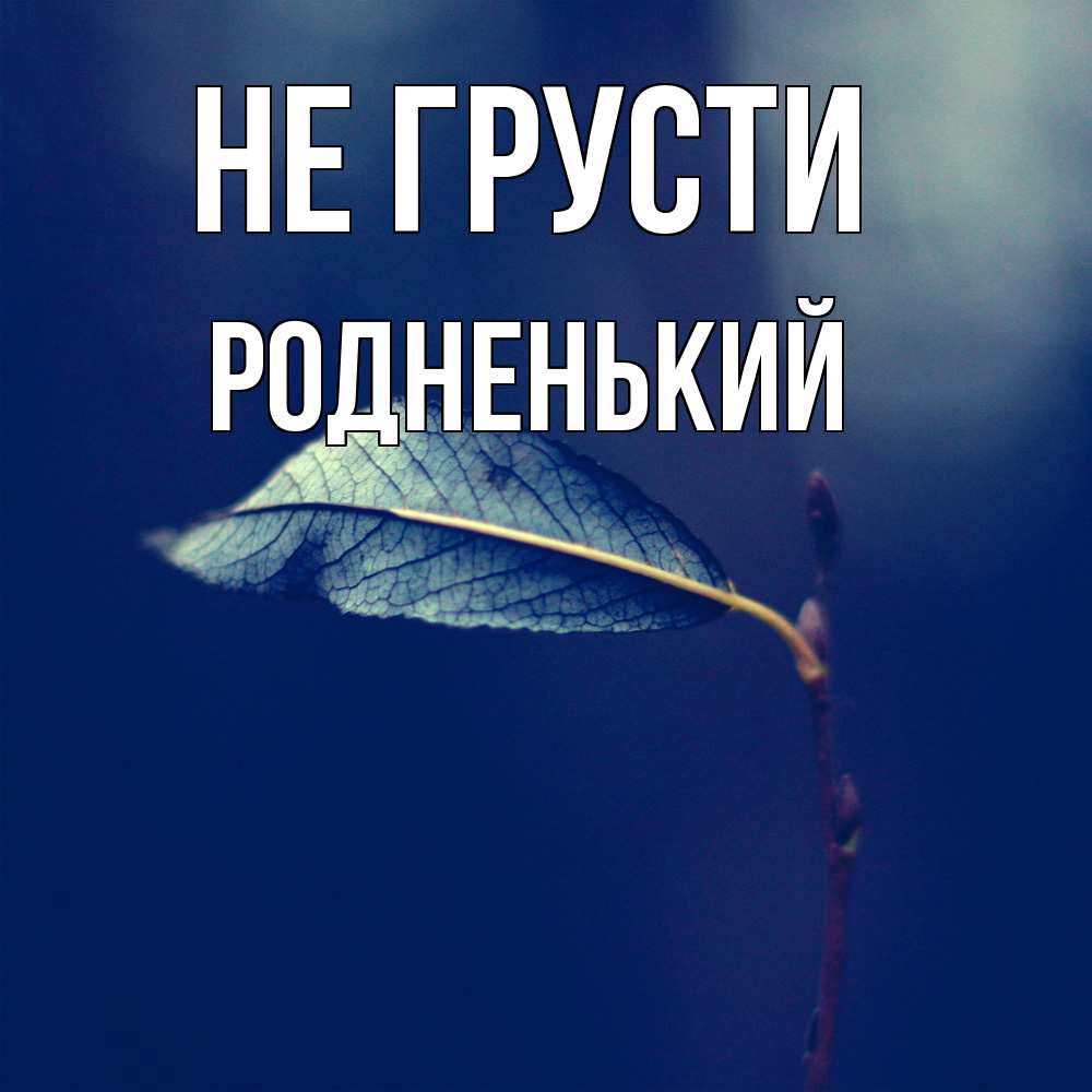 Открытка на каждый день с именем, Родненький Не грусти растение Прикольная открытка с пожеланием онлайн скачать бесплатно 