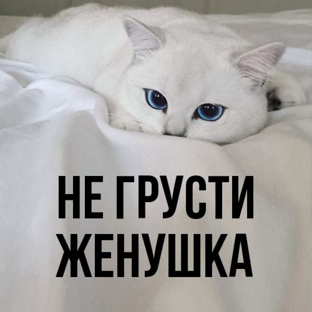 Открытка на каждый день с именем, женушка Не грусти Голубоглазая кошка Прикольная открытка с пожеланием онлайн скачать бесплатно 