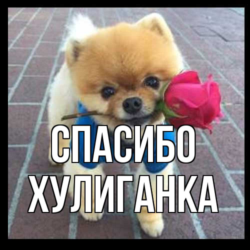 Открытка на каждый день с именем, Хулиганка Спасибо спасибо и дарю тебе цветок Прикольная открытка с пожеланием онлайн скачать бесплатно 