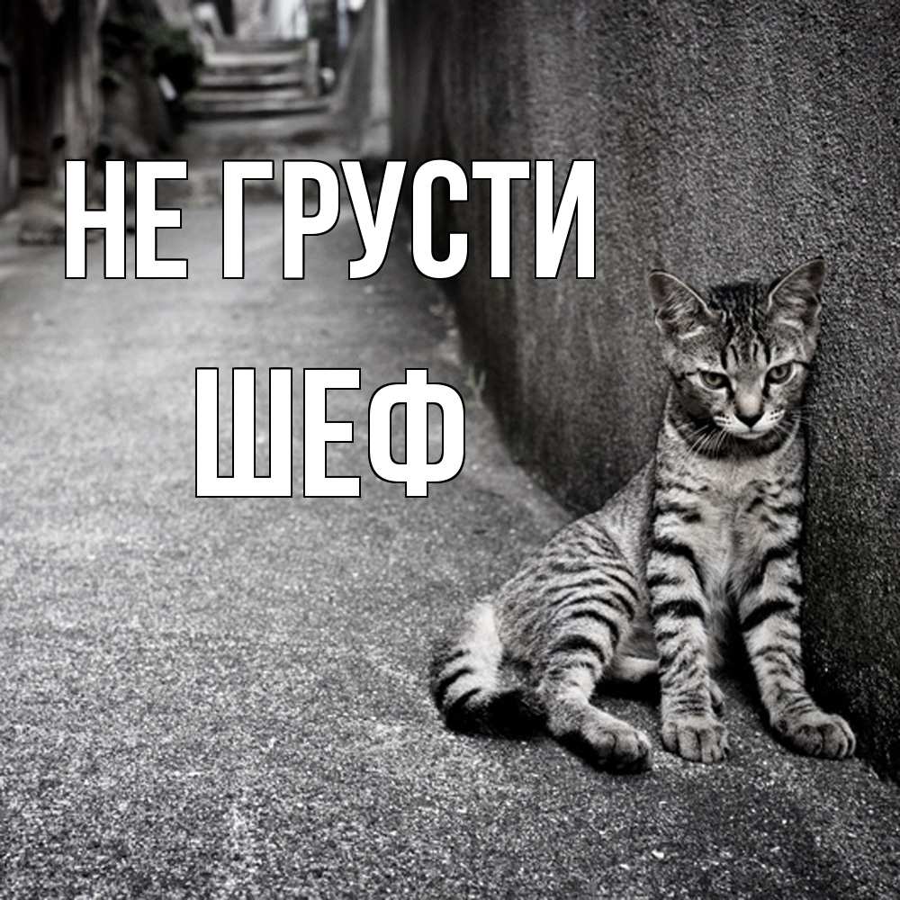 Открытка на каждый день с именем, Шеф Не грусти скучающий котик Прикольная открытка с пожеланием онлайн скачать бесплатно 