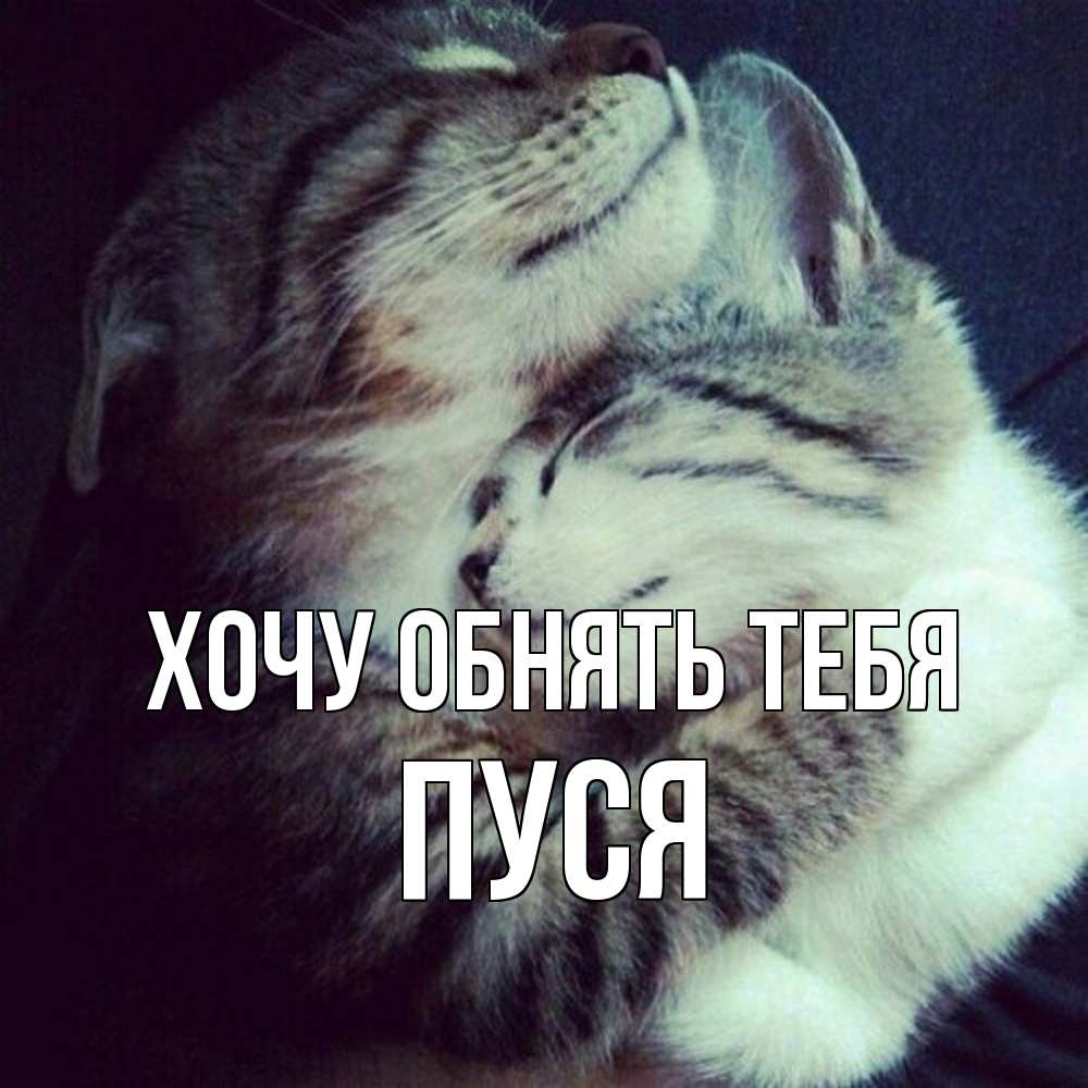 Открытка на каждый день с именем, Пуся Хочу обнять тебя полосатики Прикольная открытка с пожеланием онлайн скачать бесплатно 