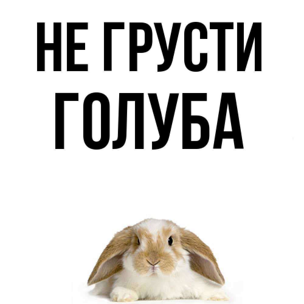 Открытка на каждый день с именем, Голуба Не грусти коричнево белый заяц с большими ушками Прикольная открытка с пожеланием онлайн скачать бесплатно 