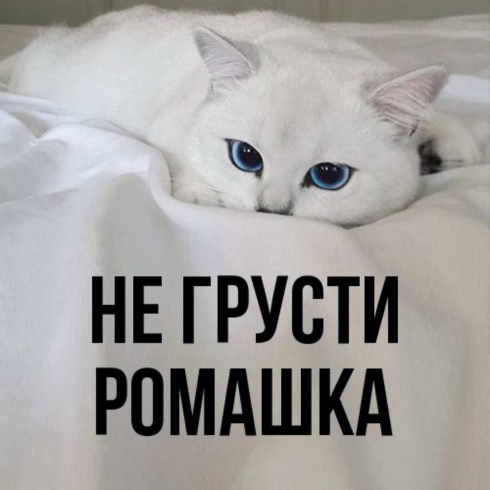 Открытка на каждый день с именем, Ромашка Не грусти Голубоглазая кошка Прикольная открытка с пожеланием онлайн скачать бесплатно 