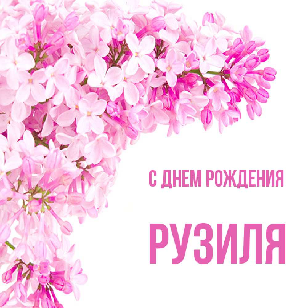 Открытка на каждый день с именем, Рузиля С днем рождения Сирень на белом фоне Прикольная открытка с пожеланием онлайн скачать бесплатно 