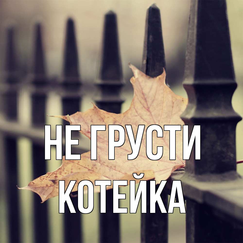 Открытка на каждый день с именем, Котейка Не грусти лист клена Прикольная открытка с пожеланием онлайн скачать бесплатно 